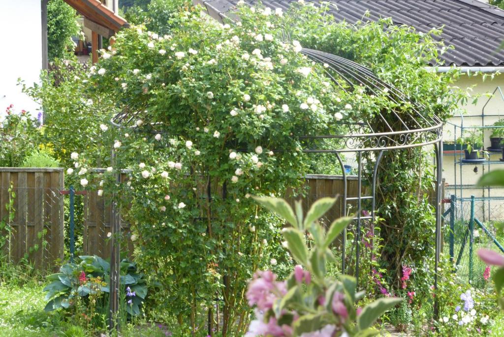 einen Garten mit einem Zaun und einem Busch mit weißen Blumen in der Unterkunft Enzkreisspitze Garten in Neuenbürg