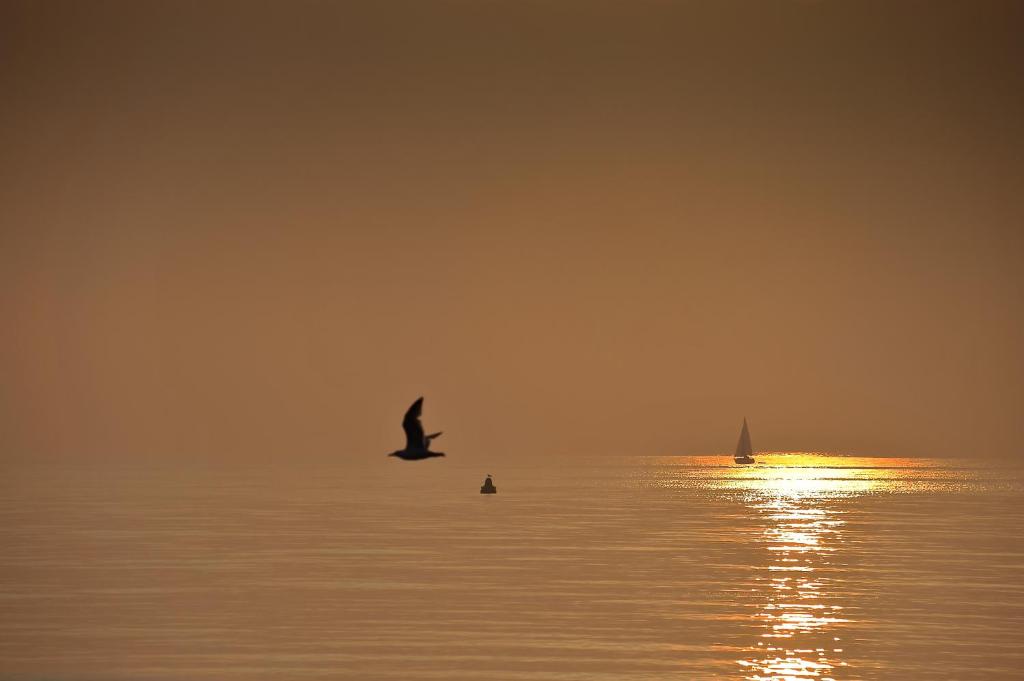 a bird flying over the water with a sail boat at Sea View Guest House in Benllech