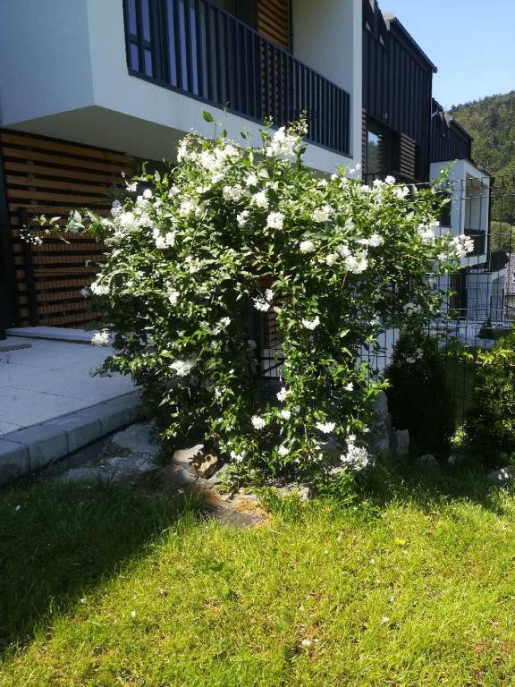 Vonkajšia záhrada v ubytovaní Apartament Zielony