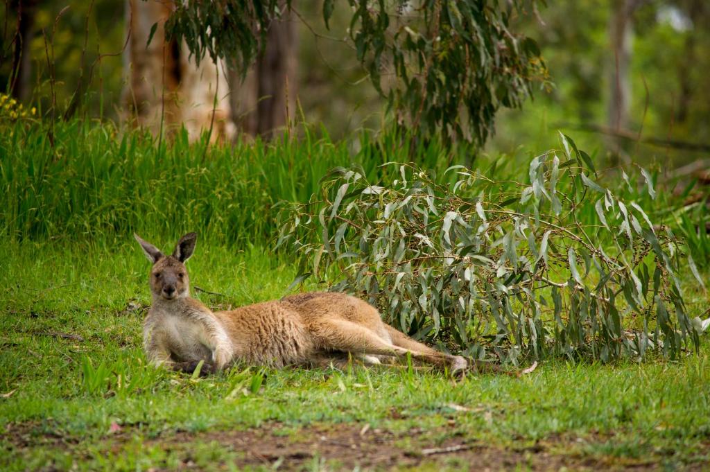 a kangaroo laying in the grass in a field at The Stirling Golf Club in Stirling