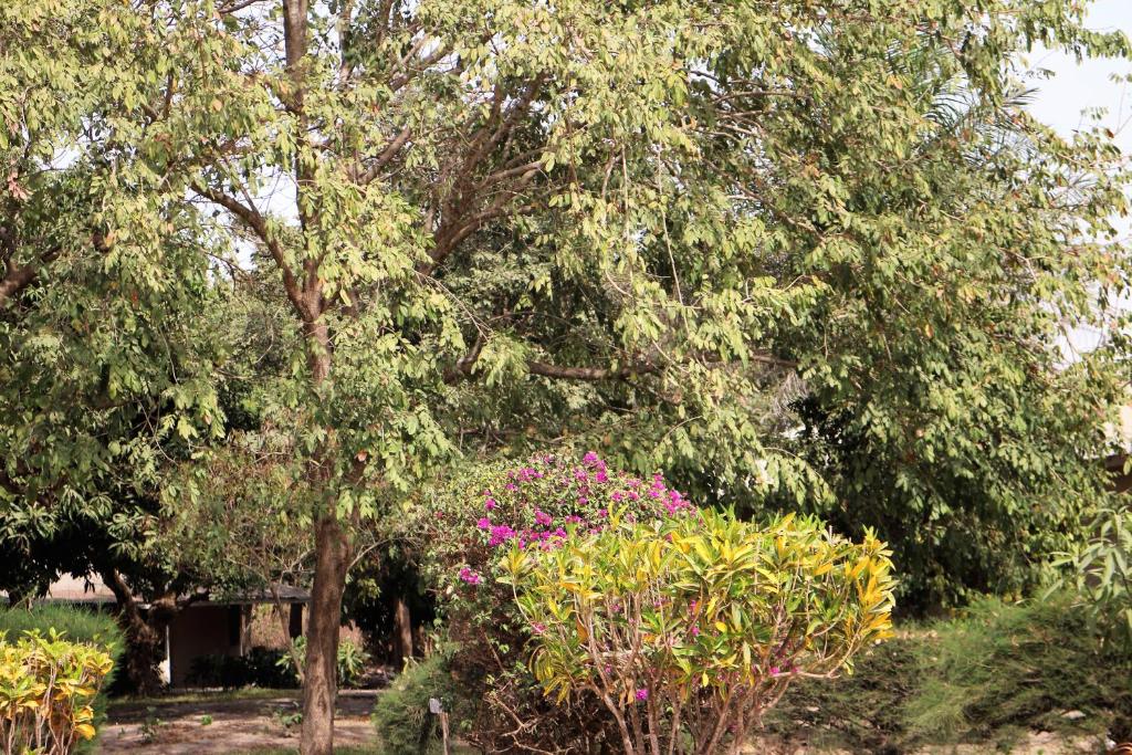 een groep bomen met roze bloemen in een tuin bij Yuna Village Garden Resort in Tubaya