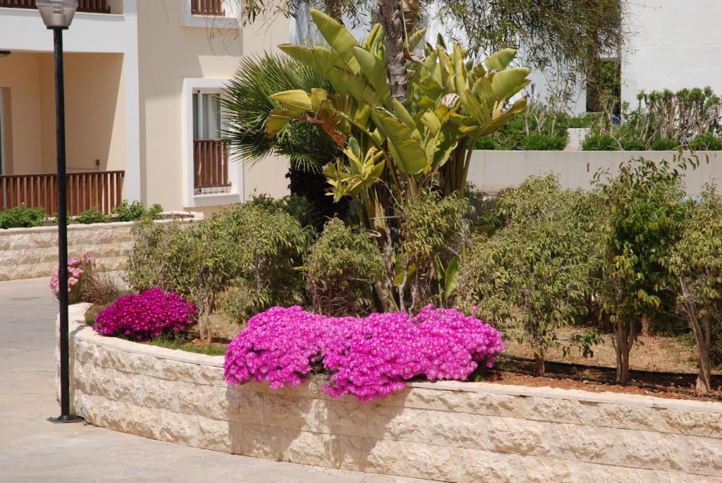 a planter filled with pink flowers and plants at Aktea Beach Village in Ayia Napa