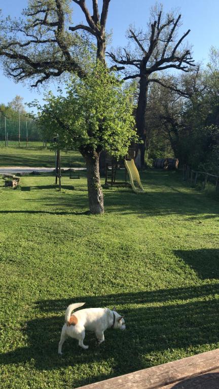 Zwierzęta zatrzymujące się w obiekcie Agriturismo Ca'Verdeselle