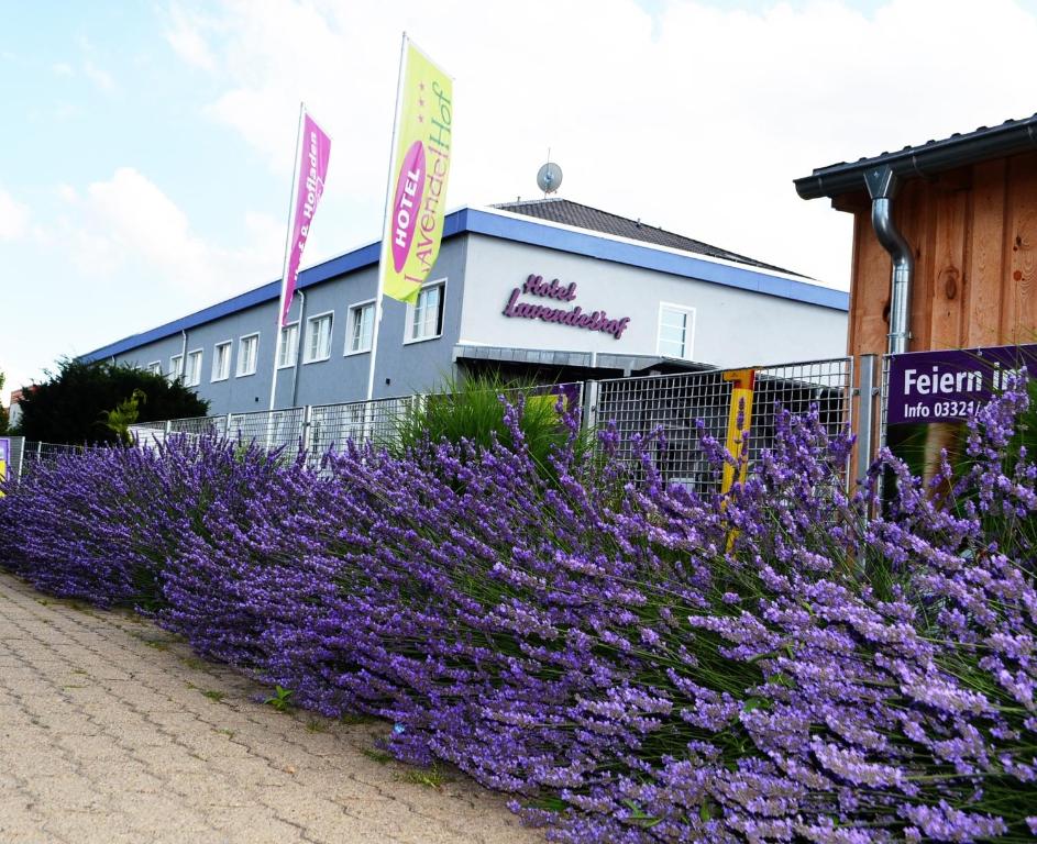 a hedge of purple flowers in front of a building at Garni Hotel Lavendelhof in Nauen