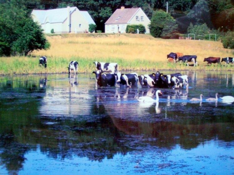 un allevamento di vacche e cigni in un fiume con bestiame di Engelsholm Bed & Breakfast a Bredsten