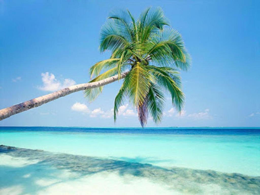 a palm tree on a beach with the ocean at Sana Guest in Weligama