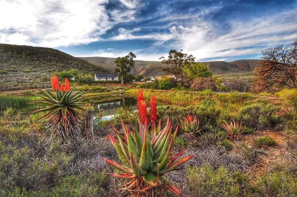 a group of cacti and plants in a field at Watermill Farm Cottages in Van Wyksdorp