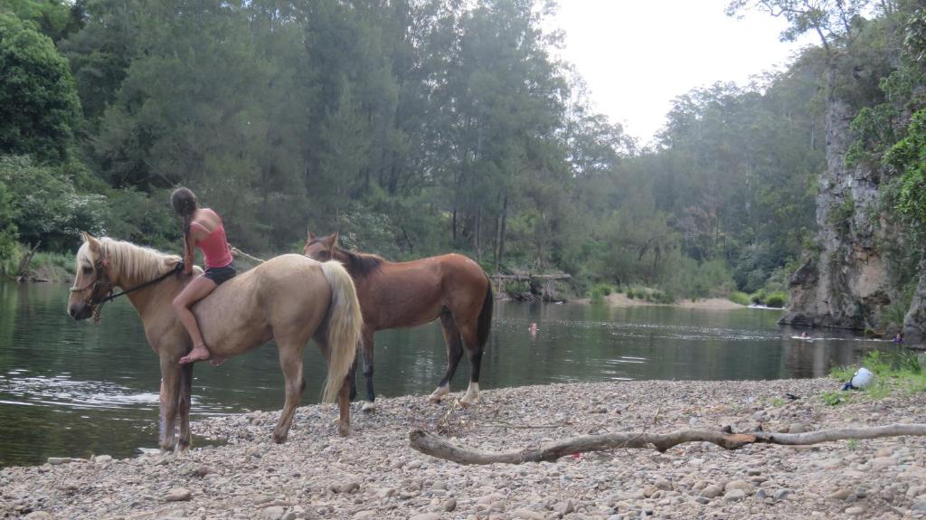 Zvířata v hostelu nebo okolí