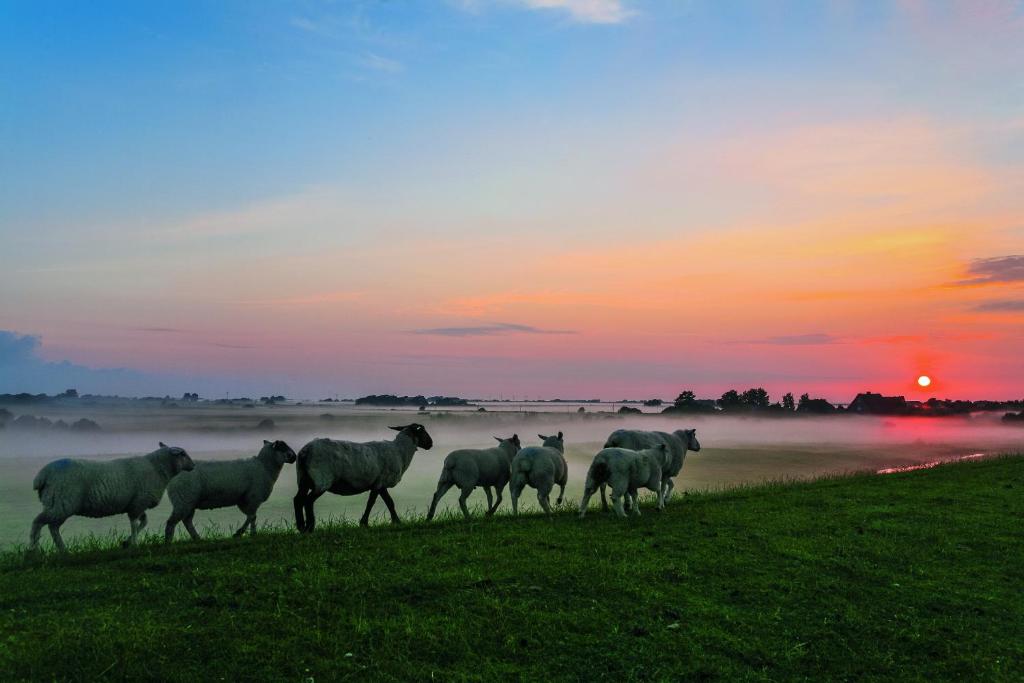 een kudde schapen die in een veld lopen bij zonsondergang bij Gud Jard Lodge Nr 31 - Design-Ferienhaus mit exklusiver Ausstattung in Pellworm