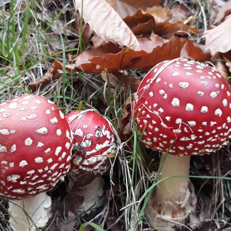 El Atico de Villalmar - 4