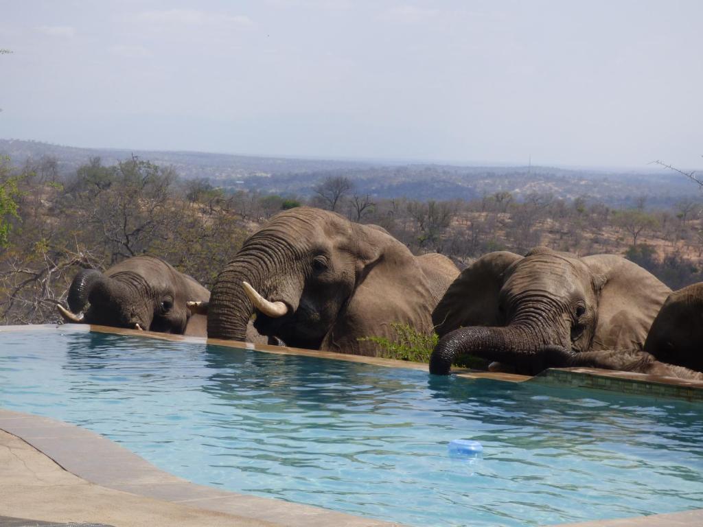 uma manada de elefantes à volta de uma piscina de água em Mbizi Bush Lodge em Grietjie Game Reserve