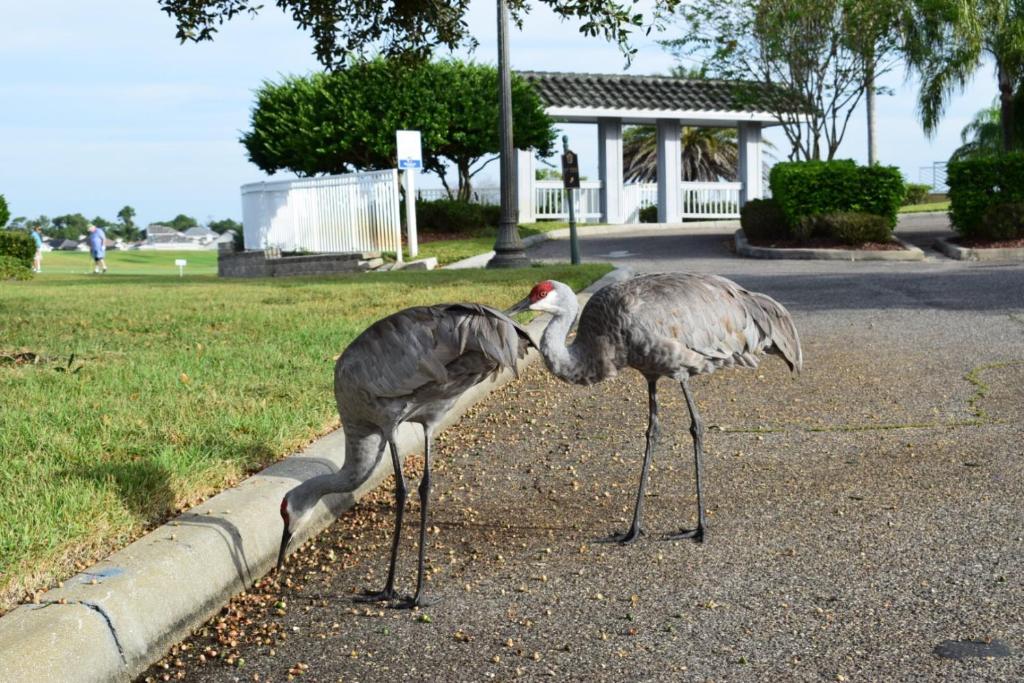 Large family friendly Vacation Home, Private Pool, Golf course location, Nr Orlando Disney Parks Florida - Maison à Cinq Chambres