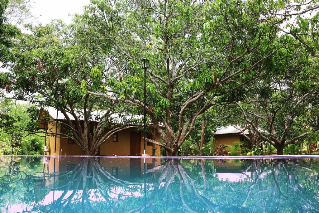 une piscine d'eau bleue devant les arbres dans l'établissement Bissa Villa, à Habarana