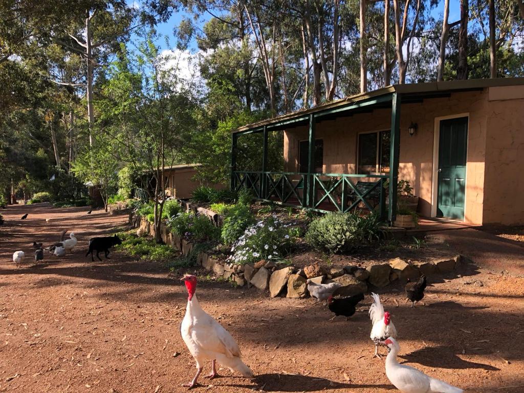 a group of chickens walking in front of a house at Country Cottages of Bridgetown in Bridgetown