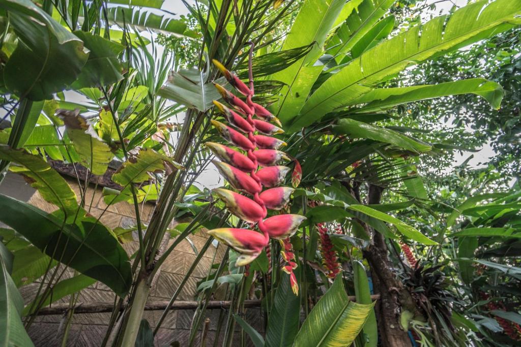 Zahrada ubytování Tegar Guest House Ubud