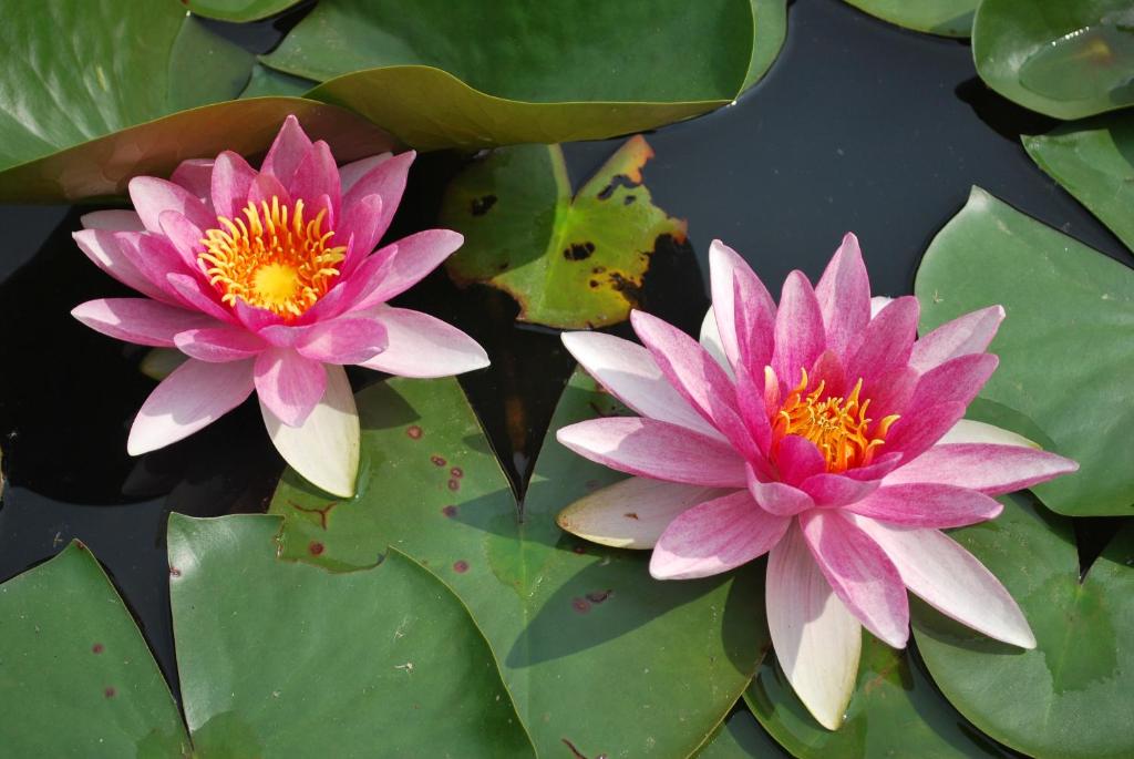 Derechos de imagen reservados por Booking.com