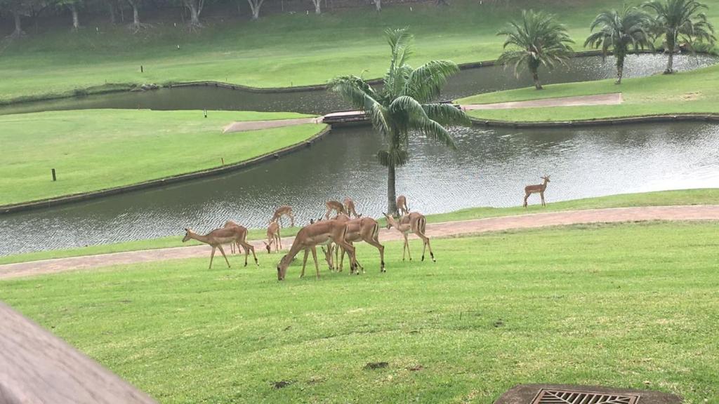 a group of gazelles standing in the grass near a lake at San Lameer Holidays in Southbroom