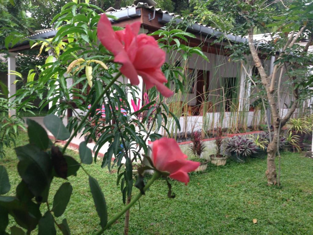 Zahrada ubytování Disna Homestay