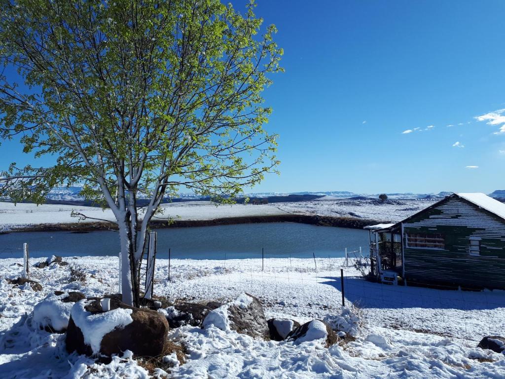 a tree in the snow next to a building at The Tin Shack in Underberg