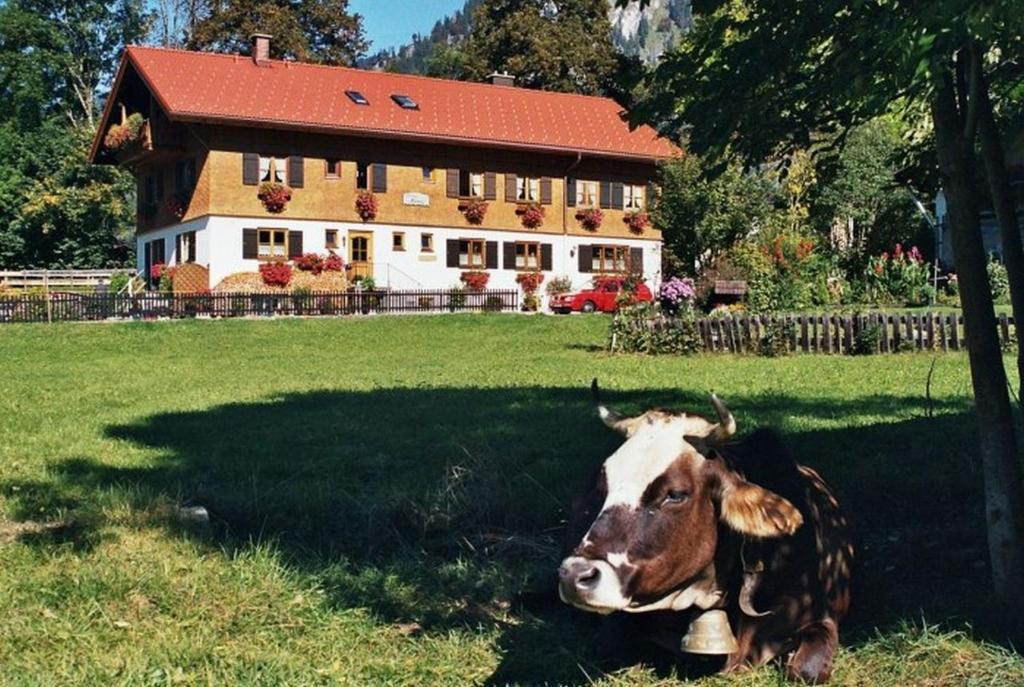a cow laying in the grass in front of a house at Gästehaus Hedwig in Bad Hindelang