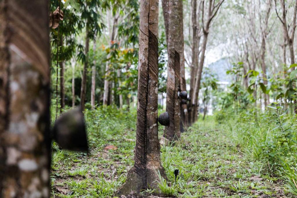 Meechok organic home - 11