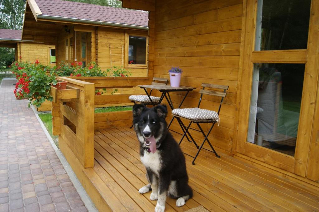 Domácí mazlíčci ubytovaní s hosty v ubytování Camping Family