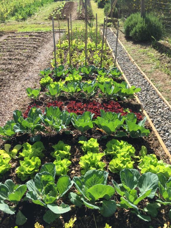 einen Garten mit Salat und anderen Pflanzen in der Unterkunft Il Borghetto Country Inn in San Casciano in Val di Pesa