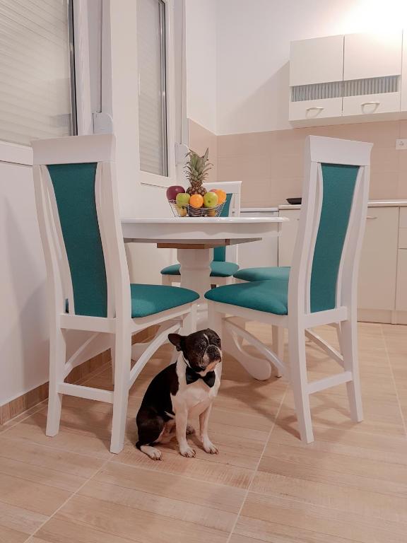a dog sitting under a table and two chairs at Airport view Apartment in Belgrade