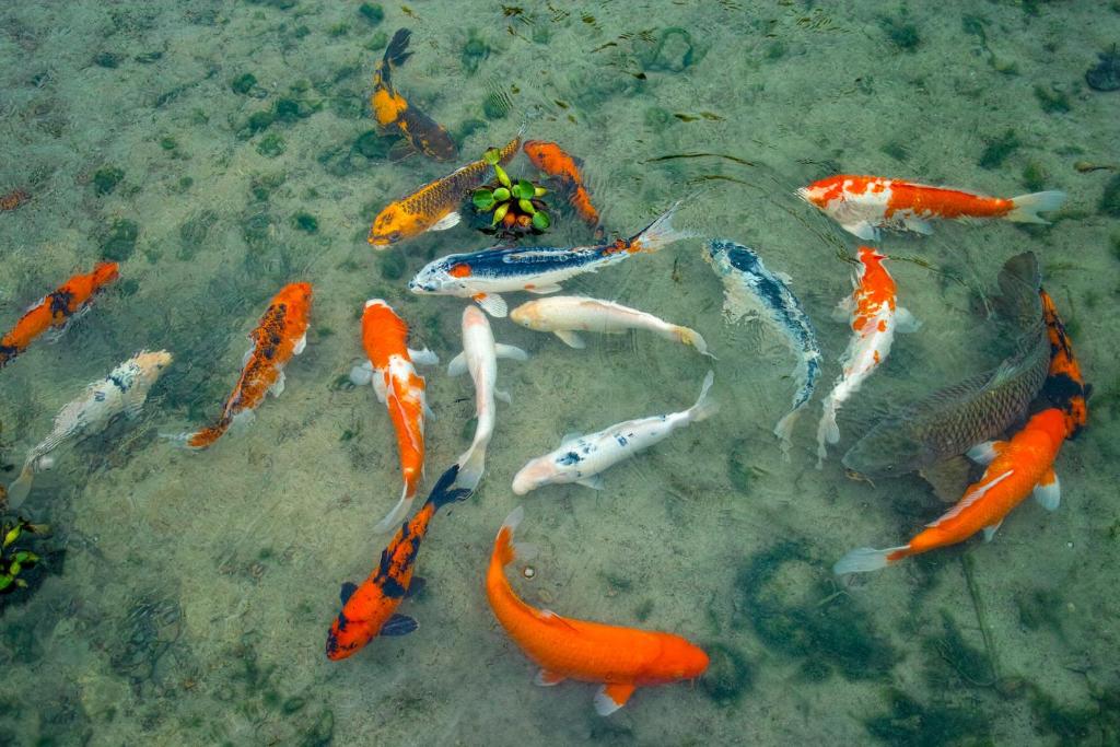a group of koi swimming in the water at Seiryukyou in Nishinoomote