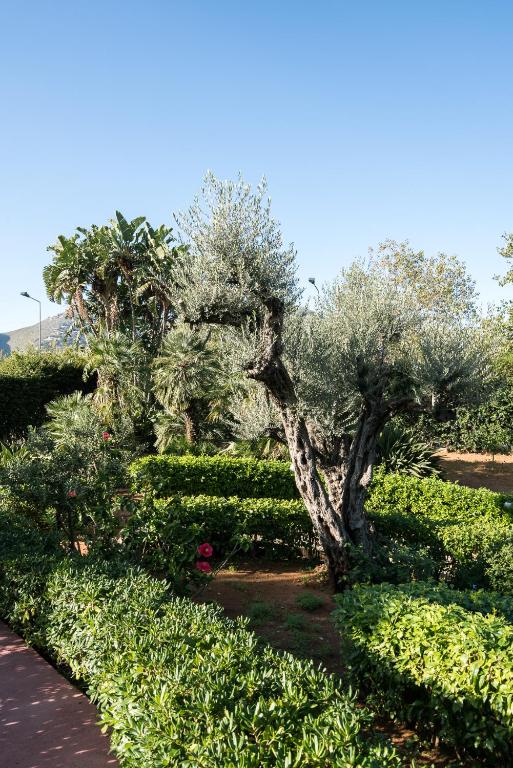 a tree in a garden with green bushes at Il Giardino di Venere in Mondello