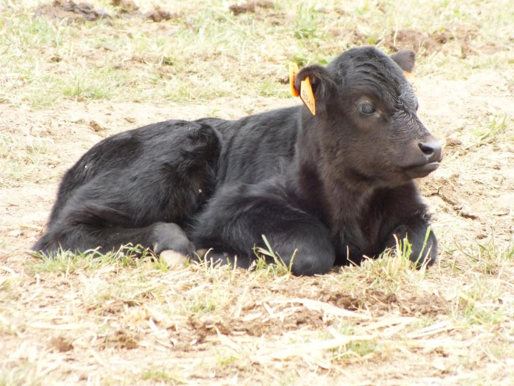 Animais no alojamento de turismo rural ou nos arredores