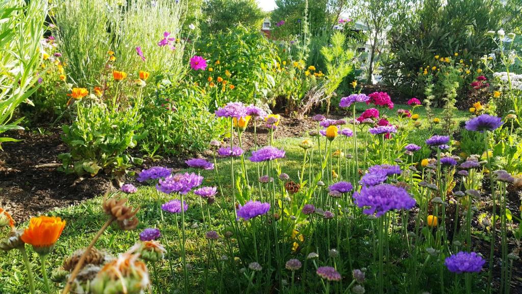 גינה חיצונית ב-Blooming Delight Tauranga