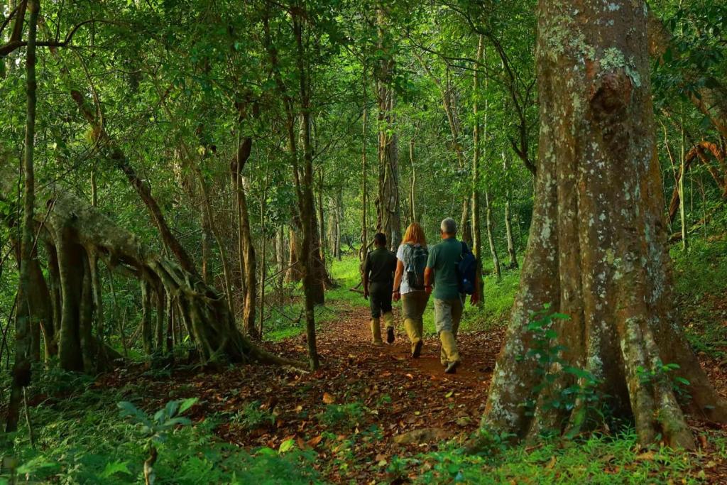 três pessoas a andar por um trilho na floresta em Quadriya Palace em Thekkady
