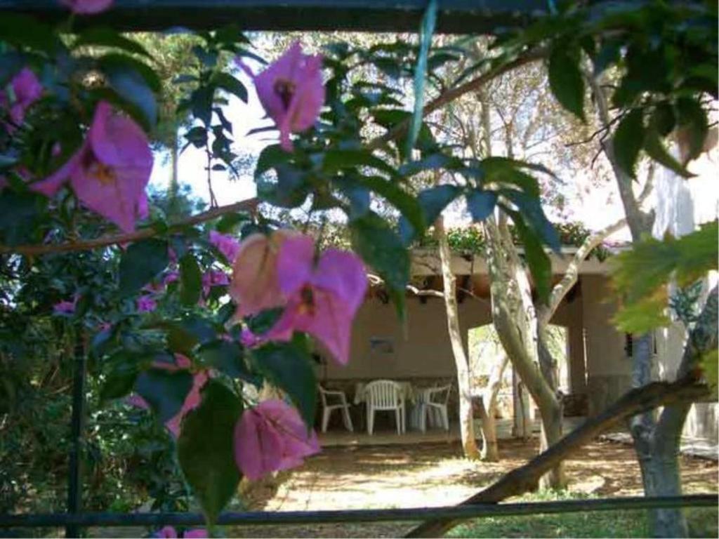 a view of a house with pink flowers in the yard at VisForYou Apartments in Vis