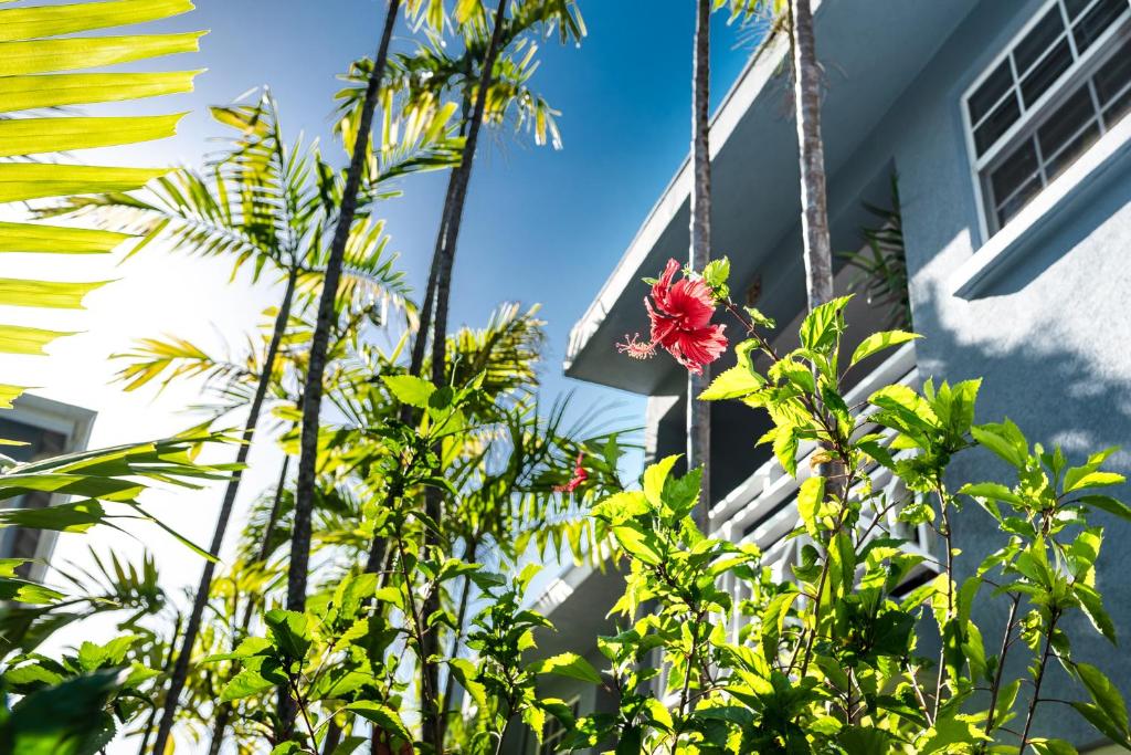 a red flower in front of a building at The Palms Resort in Saint James