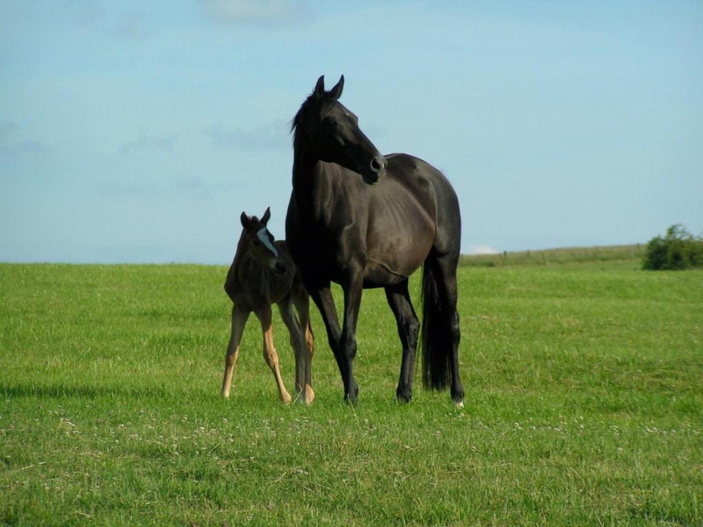 koń i jego dziecko na polu trawy w obiekcie Gîte de Solama avec SPA w mieście Balléville
