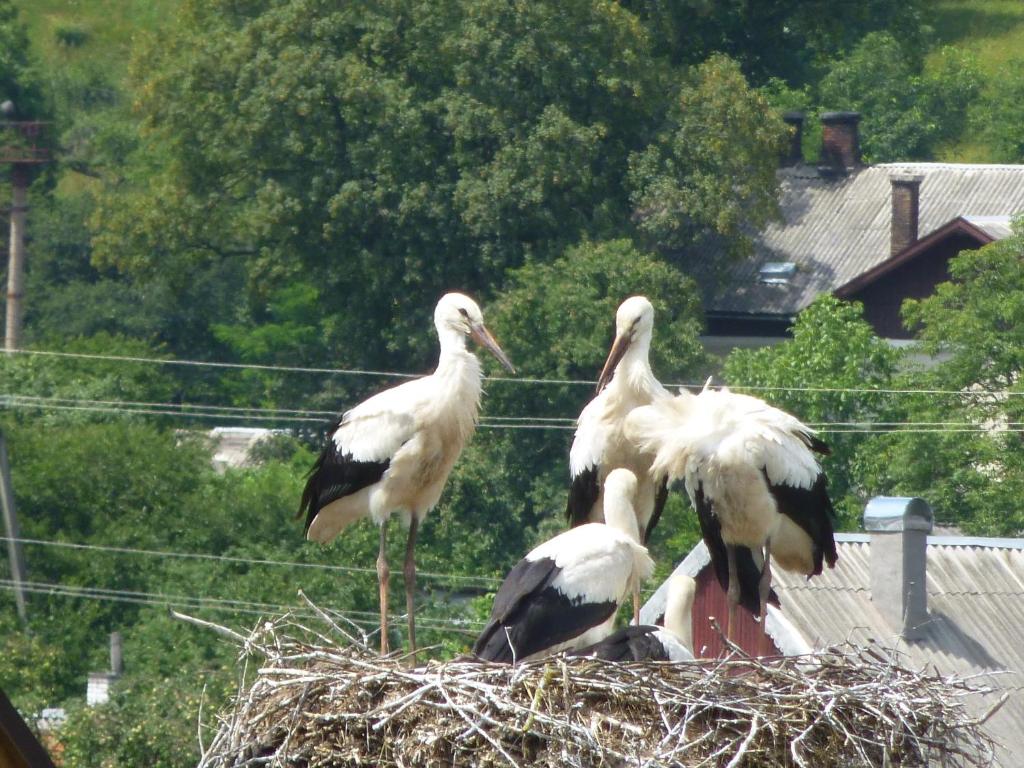 un grupo de aves de pie en la parte superior de un nido en Лелека, en Dilyatyn