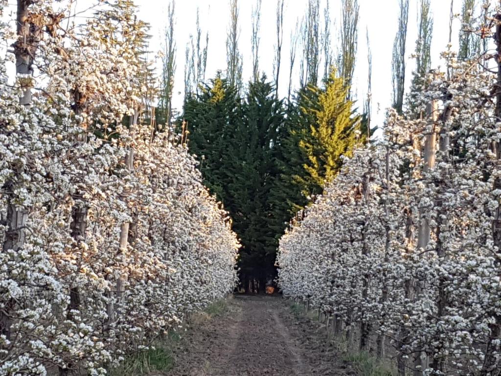 Casa de Campo Flor Dorada
