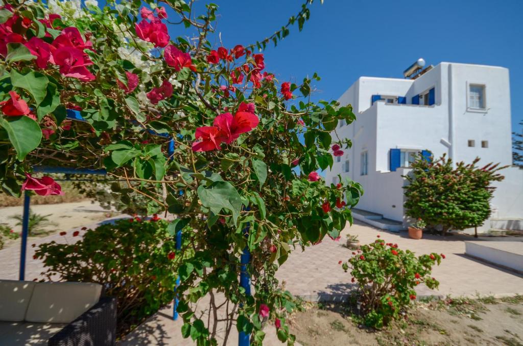 a bush with red flowers in front of a building at Sophi's L Studios & Apartments in Agia Anna Naxos
