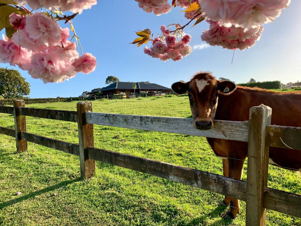 a cow standing behind a fence in a field with flowers at Heaven's Rest B&B in Pukekohe East
