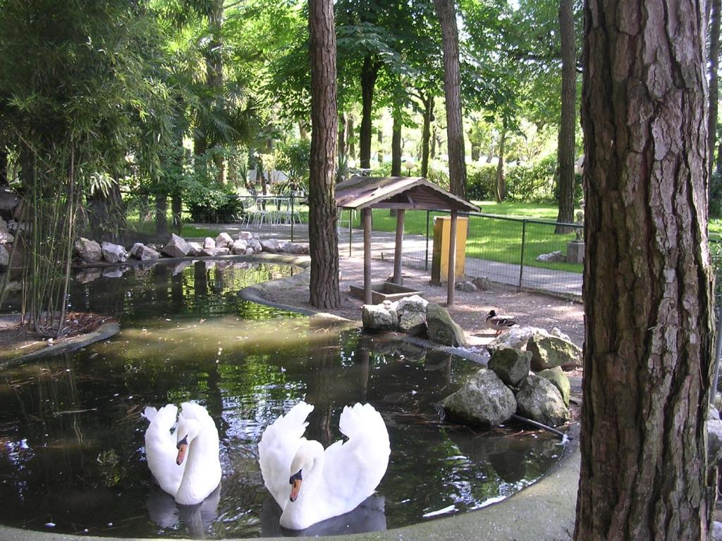 a group of white swans swimming in a pond at Hotel Valdor in Cavallino-Treporti