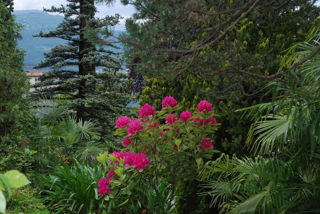 a bunch of pink flowers in a garden at B&B Le Ortensie -Lago di Como in Lierna