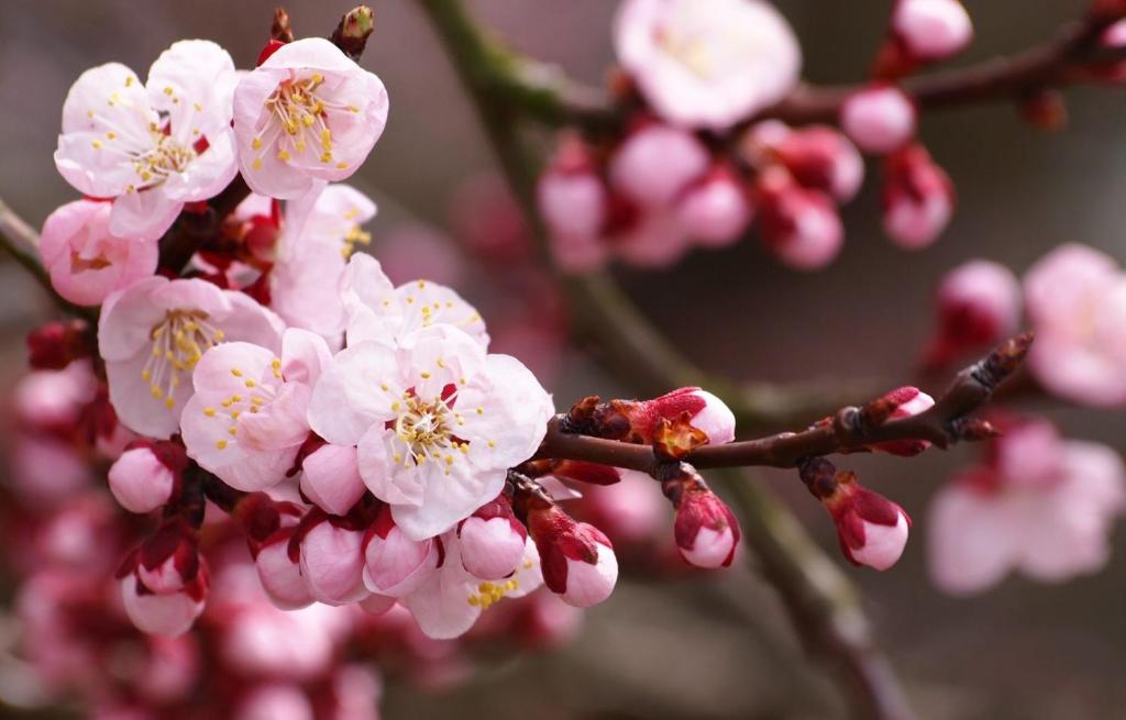 ヤレムチャにあるприватна садиба Сакураの木の枝のピンクの花束