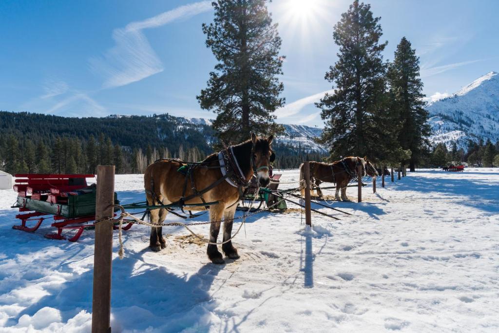 Aspen Suites 506: The Nest v zimě