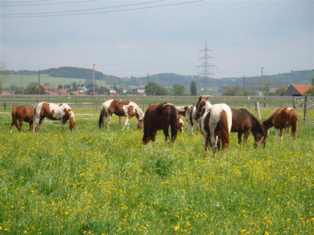 Gallery image of Chrom Ranch Reiterhof in Memmingen