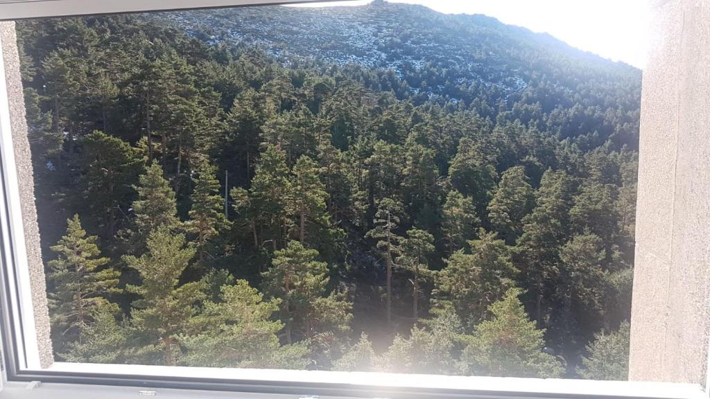 een raam met uitzicht op een bos van bomen bij Estudio romántico en Puerto De Navacerrada in Cercedilla