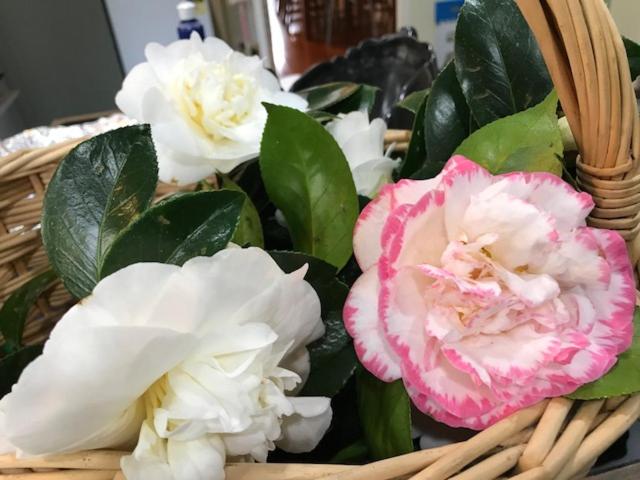 Kauri Park Motel - Resim 43