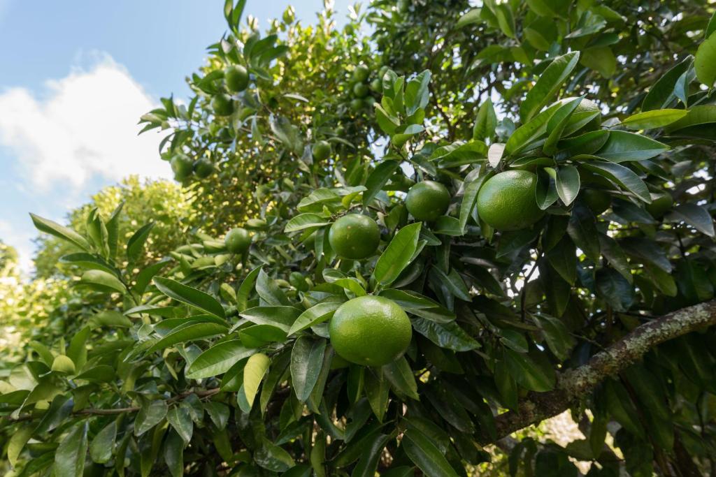 Kauri Park Motel - Resim 14