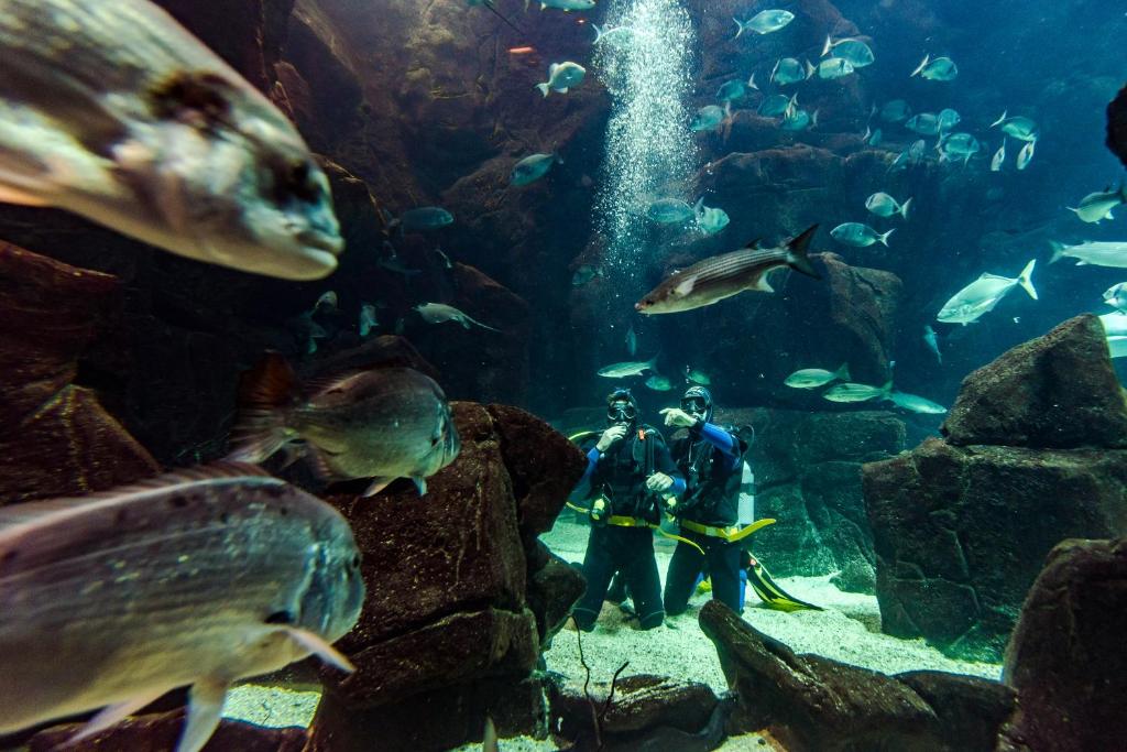 two people standing in an aquarium with fish at Aqua Natura Madeira in Porto Moniz