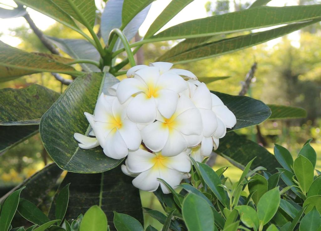 Rasa sayang Resort - SHA Certificate - 11